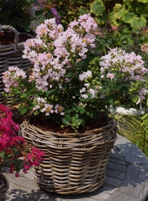 Featured Bushes & Shrubs
